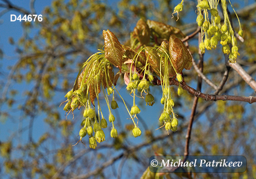 Sugar Maple (Acer saccharum)